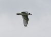 Mediterranean Gull at Shoebury East Beach (Steve Arlow) (13864 bytes)